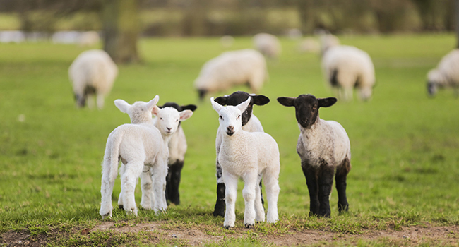 staggers-in-lambs-thumbnailjpg-1