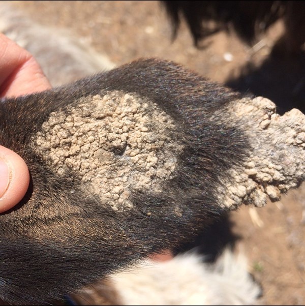 Case Study: Long standing orf in an adult miniature goat - Gribbles  Veterinary